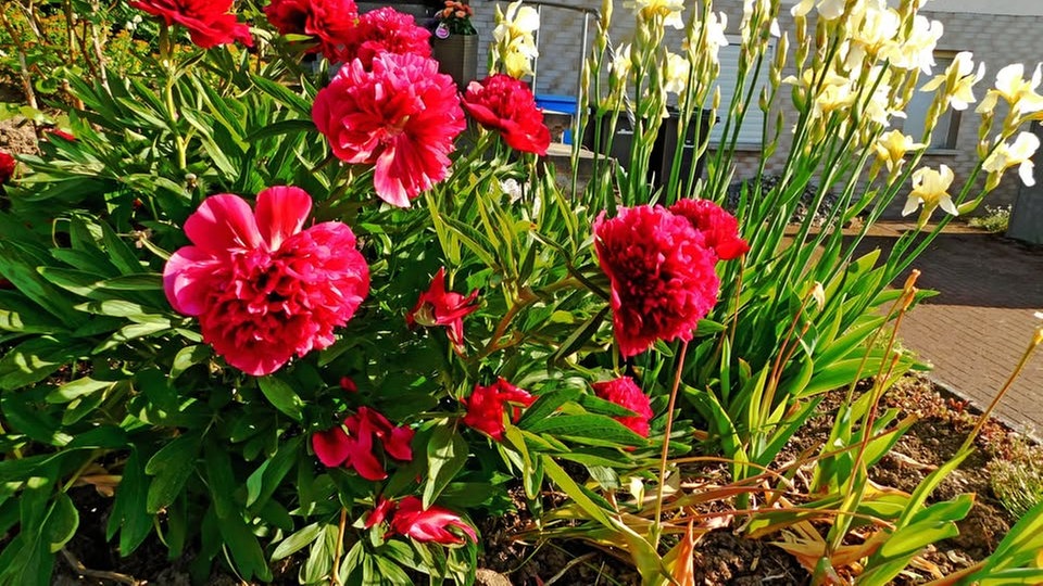 Pfingtsrosen