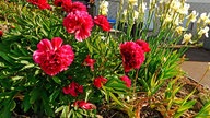 Pfingtsrosen