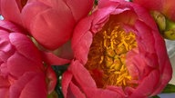 Pfingstrosen 