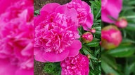 pinkfarbene Pfingstrose
