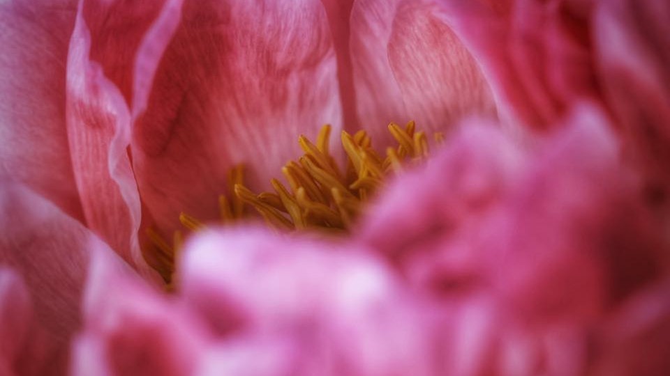 Pfingtsrosen 
