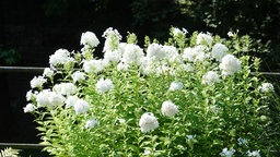 Phlox