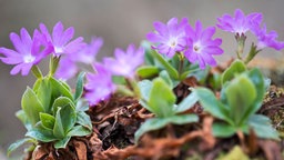 Primula hirsuta in lila
