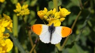 Rapsbilder 