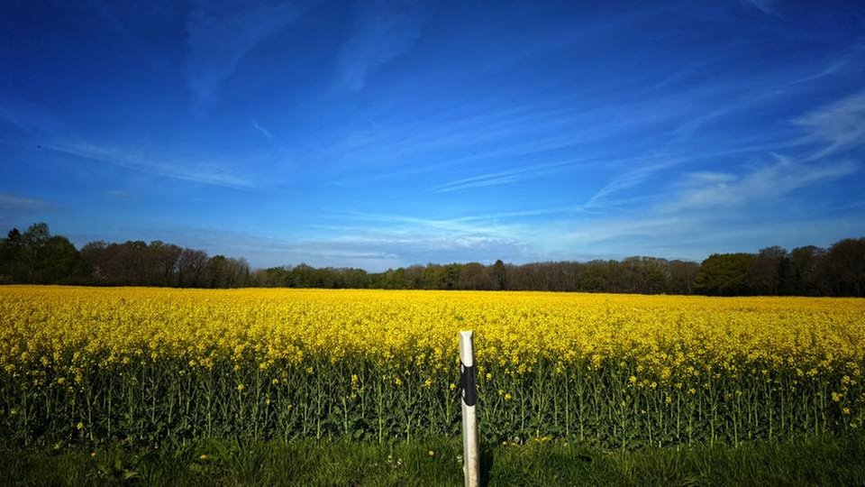 Rapsbilder