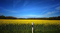 Rapsbilder