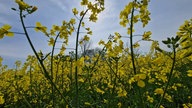 Rapsbilder 