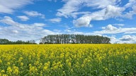 Rapsbilder 