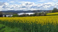 Rapsbilder 