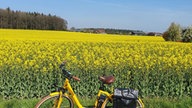 Rapsbilder 