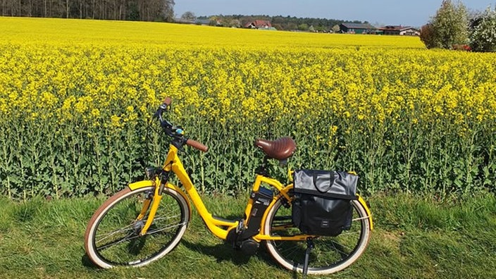 Rapsbilder 