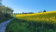 Rapsbilder 