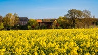 Rapsbilder