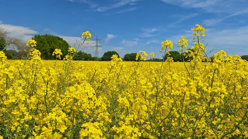 Rapsbilder 