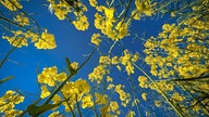 Rapsbilder 