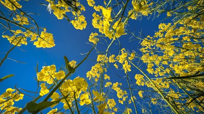 Rapsbilder 