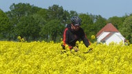 Rapsbilder