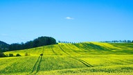 Rapsbilder