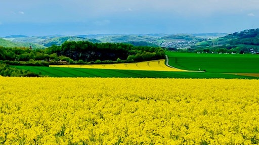 Rapsbilder