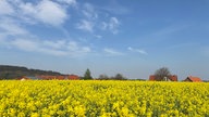 Rapsbilder 