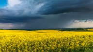 Rapsbilder 