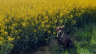 Rapsbilder 