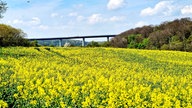 Rapsbilder 