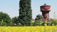 Rapsbilder