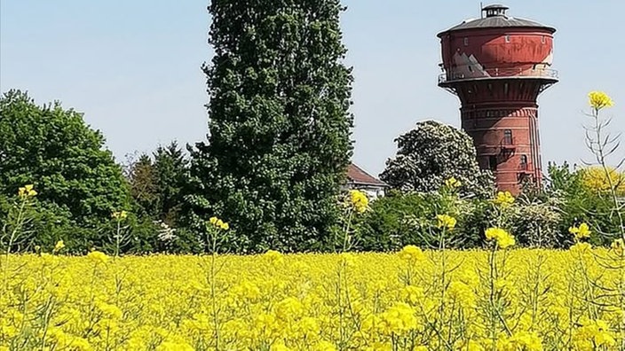 Rapsbilder