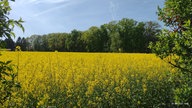 Rapsbilder