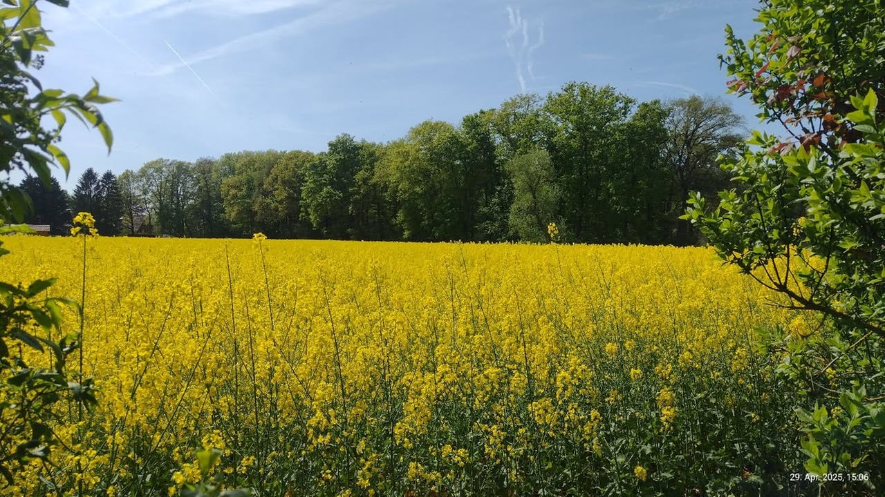 Rapsbilder
