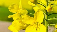 Rapsbilder 