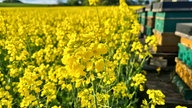 Rapsbilder 