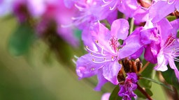 Rhododendren