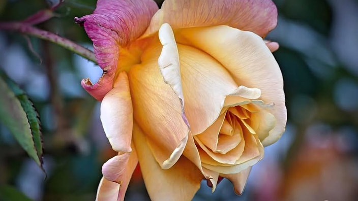 Rosen 