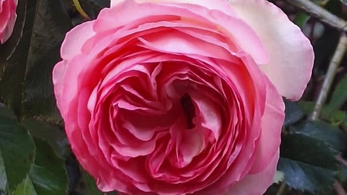 Rosen 