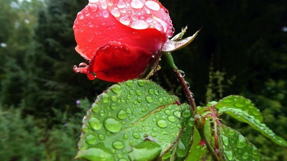 Rosen 