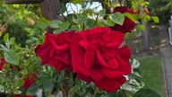 Rosen 