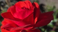 Rosen 