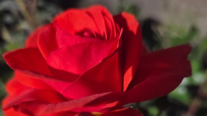 Rosen 