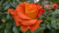 Rosen