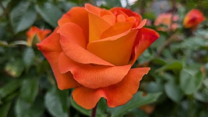 Rosen
