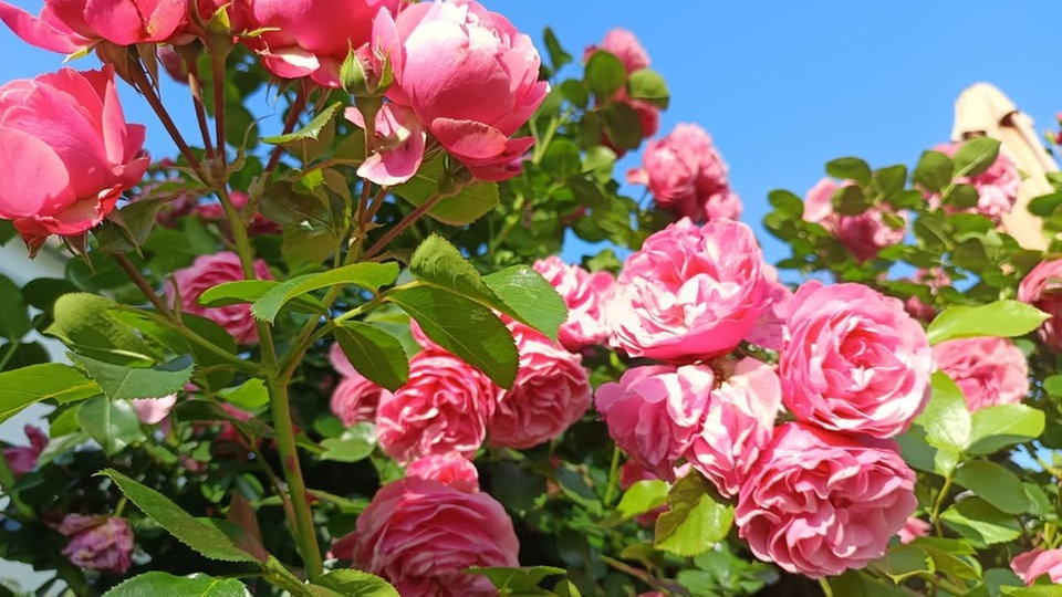 Rosen