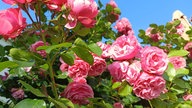 Rosen