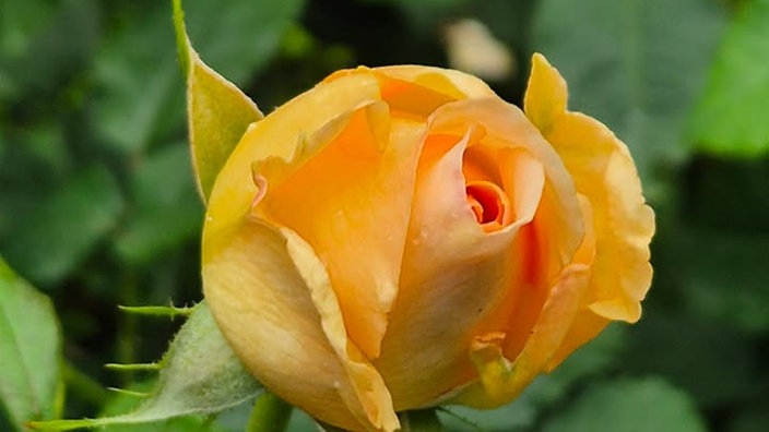 Rosen 