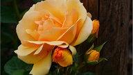 Rosen 