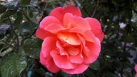 Rosen 