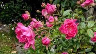 Rosen 