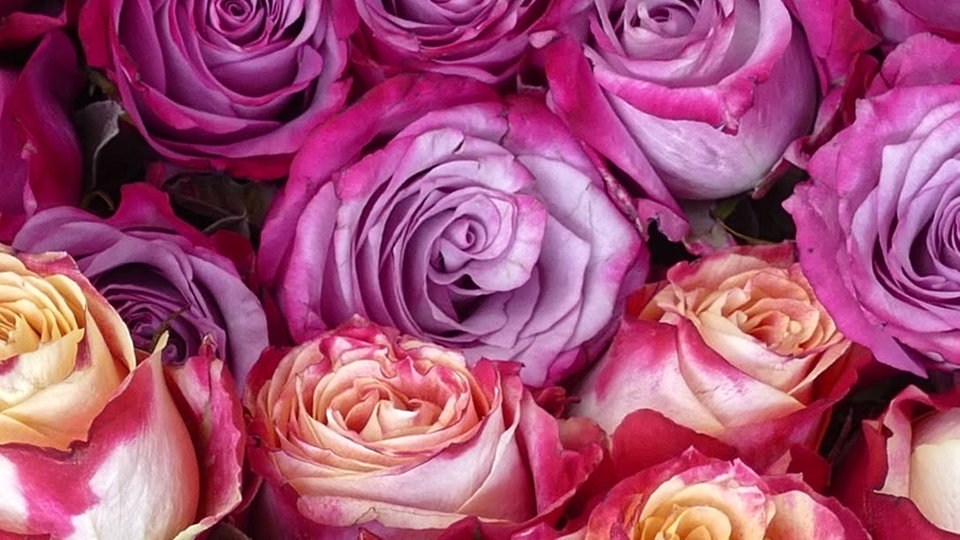 Rosen 