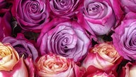 Rosen 